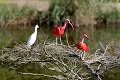 Eudocimus ruber Rode ibis werk aan de muur wadm werkaandemuur vogel vogels bird birds oiseau oiseaux fauna faune natuur nature natuurmonumenten zoo dierentuin vogelpark